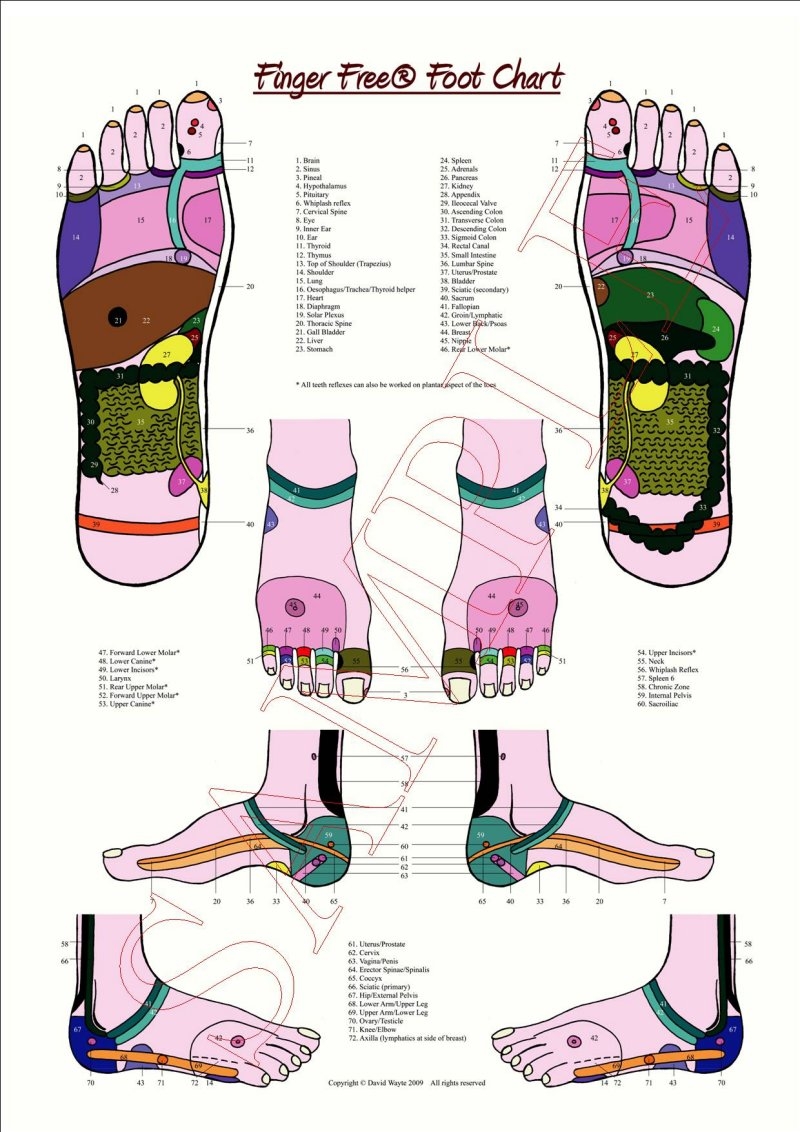 A1 Reflexology Foot Chart A1 Reflexology Foot Chart