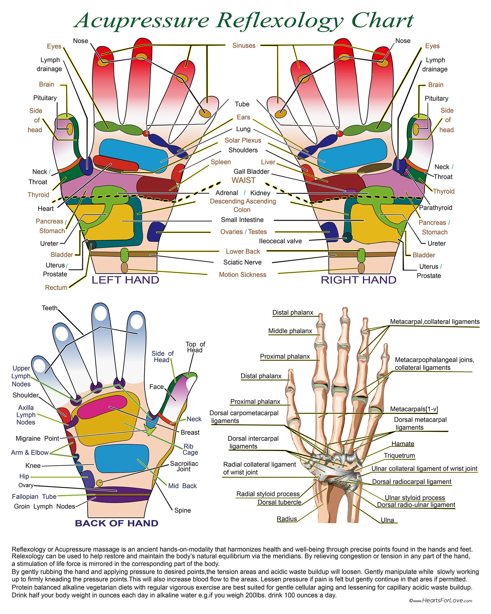 Acupressure Reflexology Chart With Precise Hand Diagrams Professional Print 