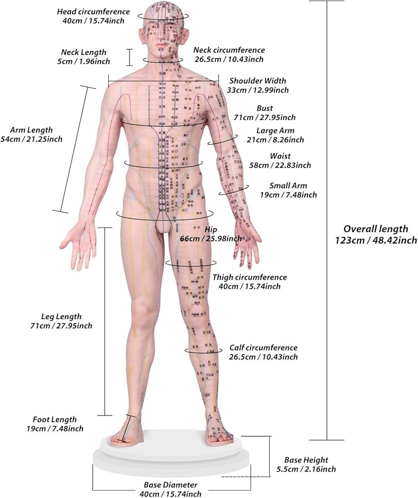 Printable Female Acupuncture Points Chart
