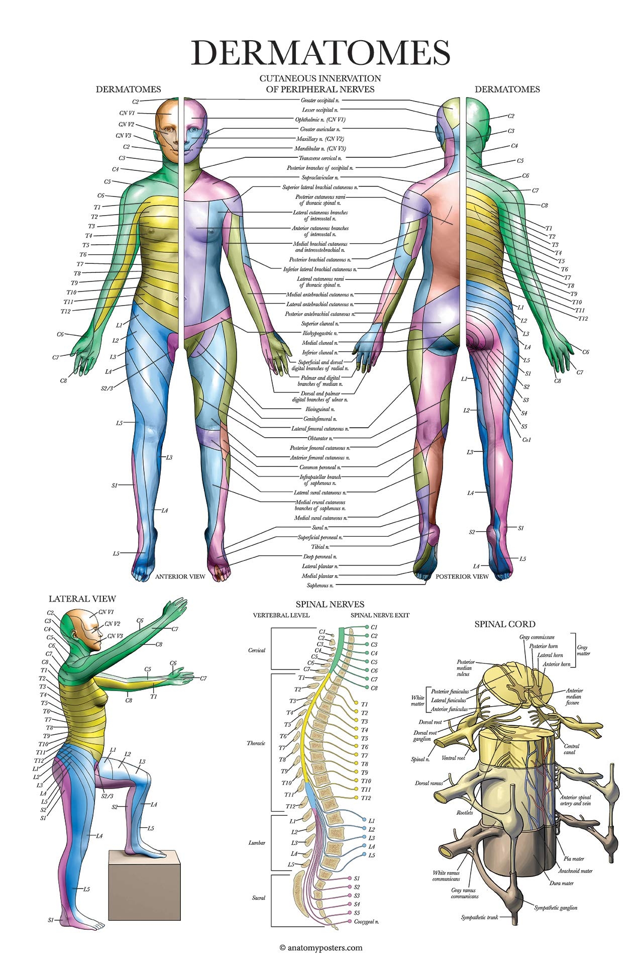 Amazon Palace Learning Dermatomes U0026 Nervous System Anatomical Chart Dermatomes Anatomy Poster Industrial U0026 Scientific