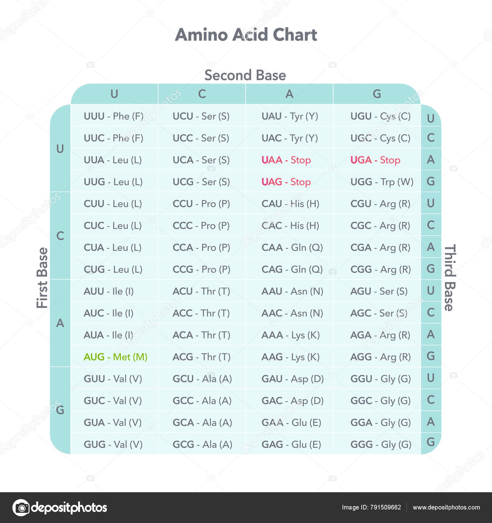 Amino Acid Chart Vector Images Depositphotos
