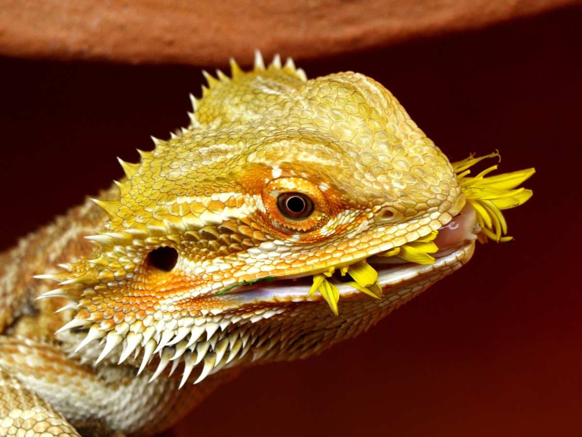 Printable Bearded Dragon Food Chart