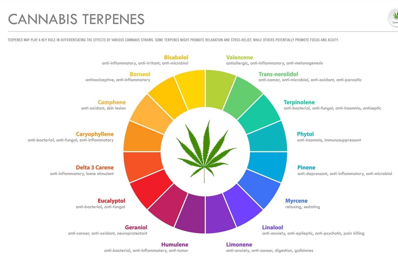 Cannabis Terpenes Guide Effects Chart U0026 Types CBD Alchemy
