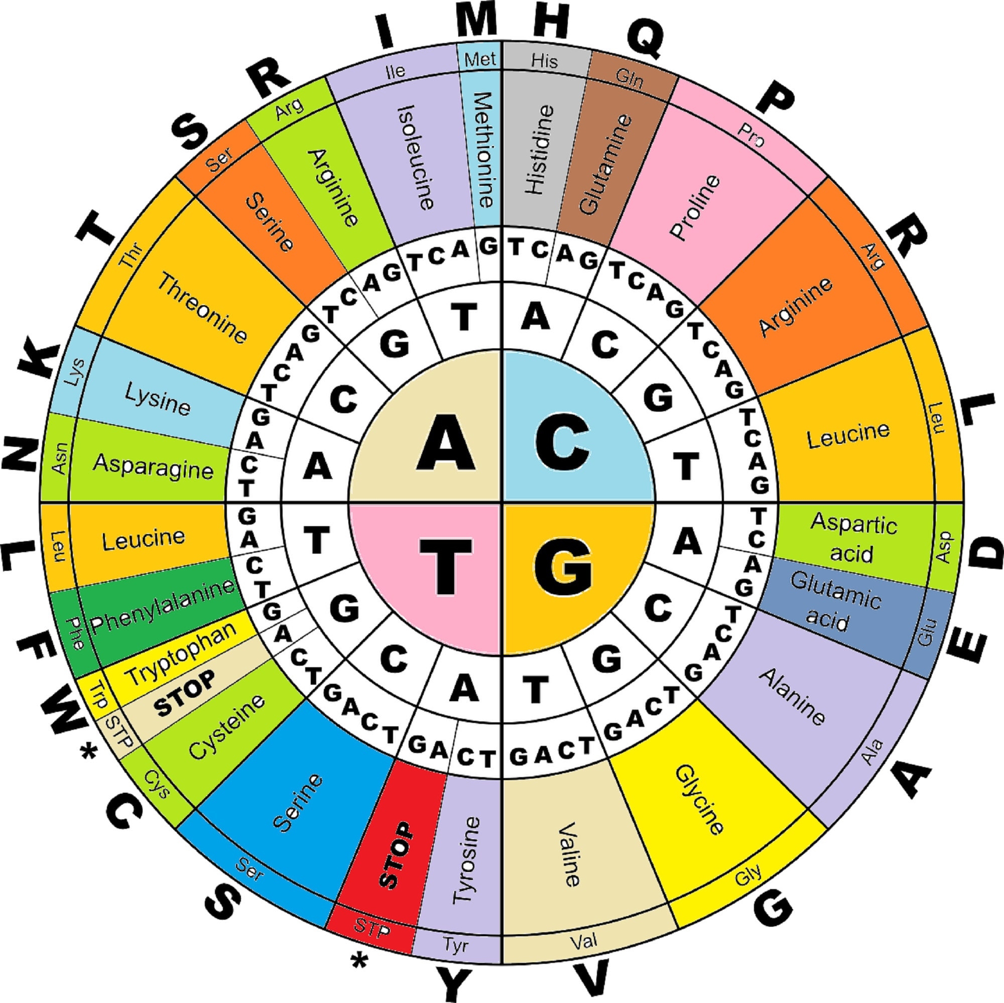 Classroom Poster Biology DNA Amino Acids Code 11 Inches By 17 Inches Etsy