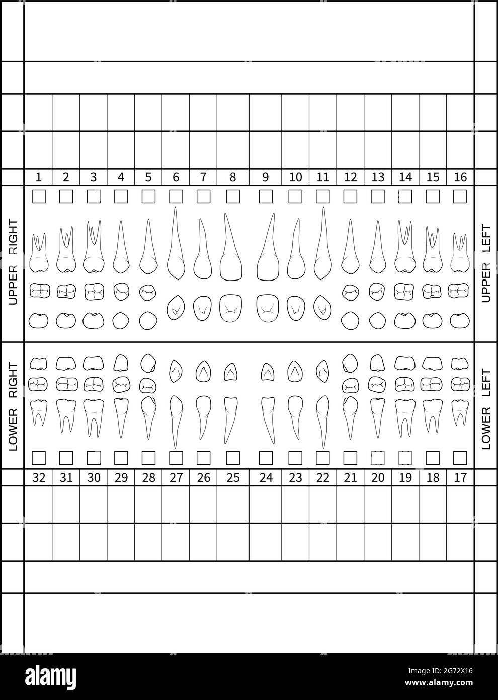 Dental Chart Black And White Stock Photos U0026 Images Alamy