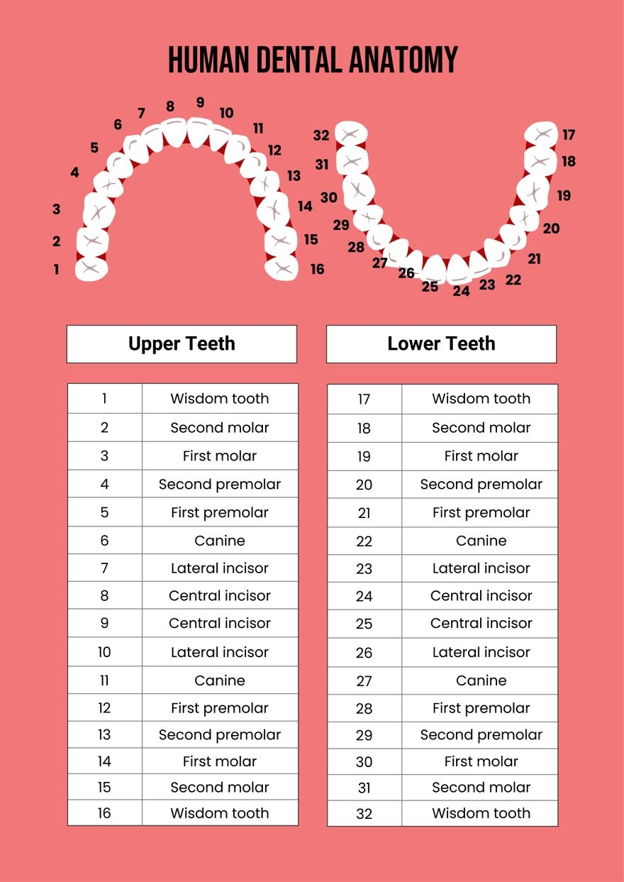 Dental Chart In Illustrator PDF Download Template Dental Chart In Illustrator PDF Download Template