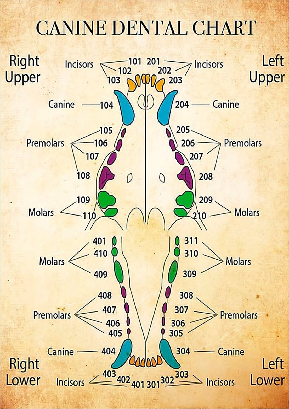 Dentist Canine Dental Chart Poster Home Decor Wall Decor