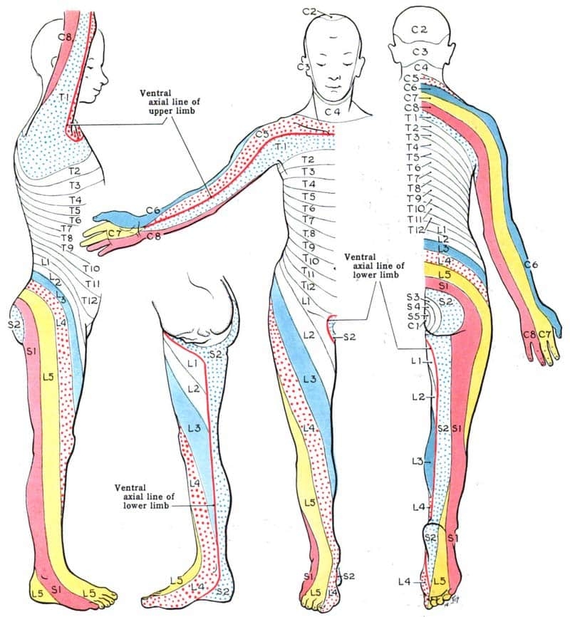 Dermatomes Anatomy Development Maps TeachMeAnatomy