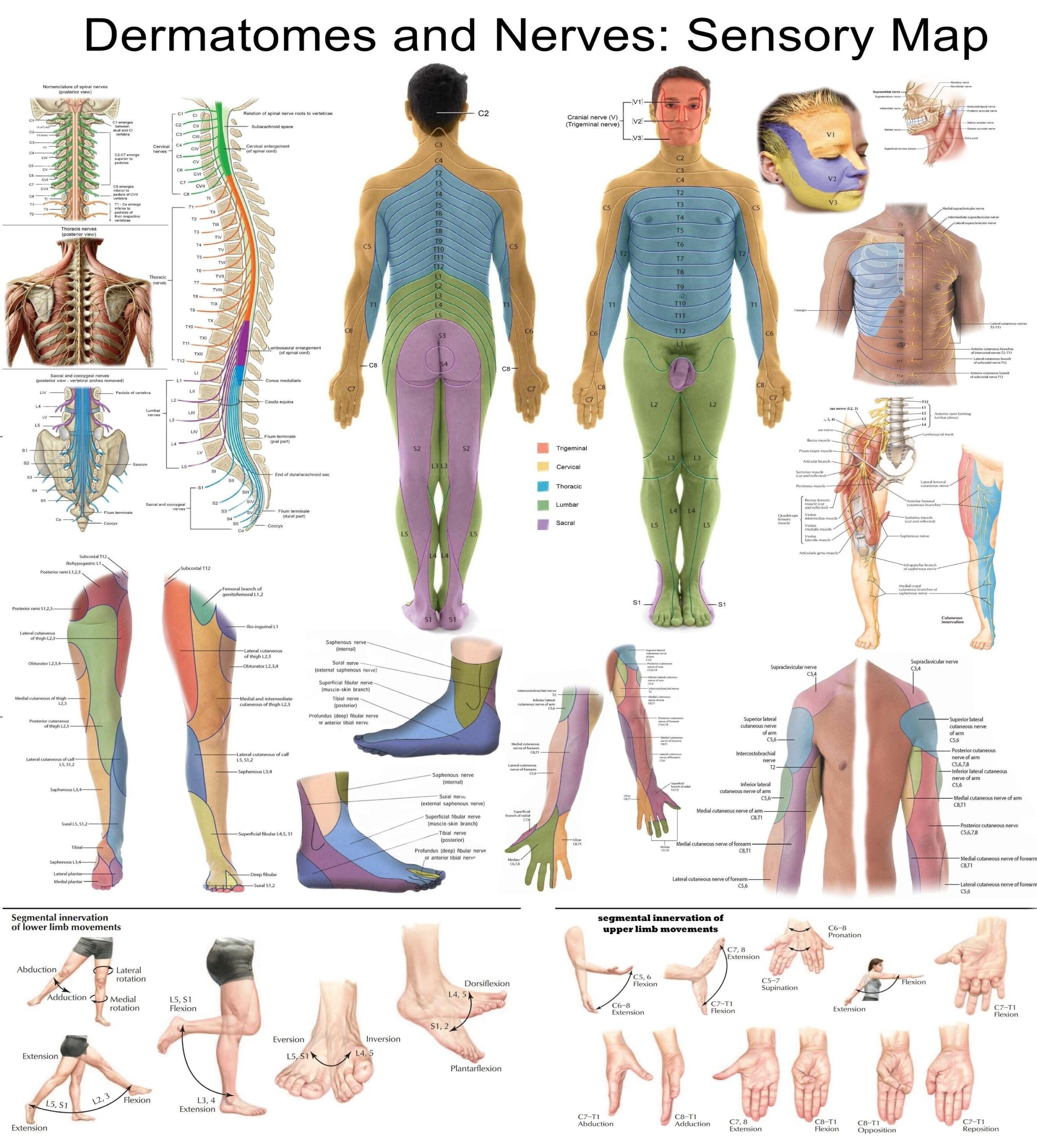 Dermatomes And Nerves Sensory Map High Resolution PDF Ready to Print Educational Poster