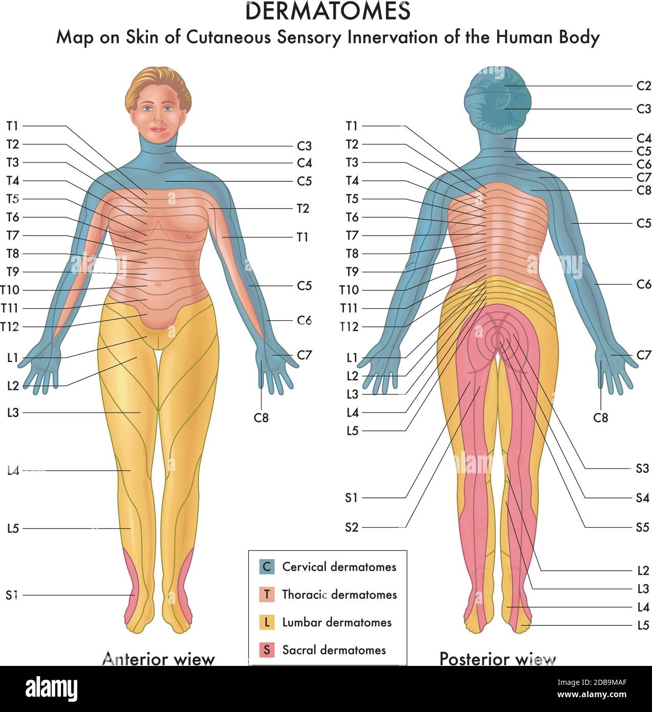 Dermatomes Hi res Stock Photography And Images Alamy
