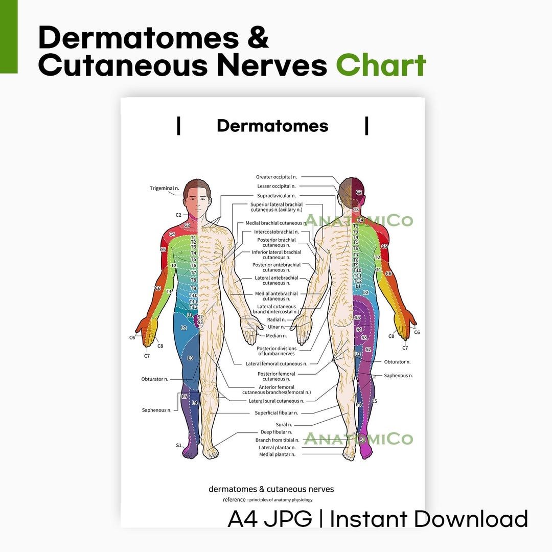 Dermatome Chart Printable