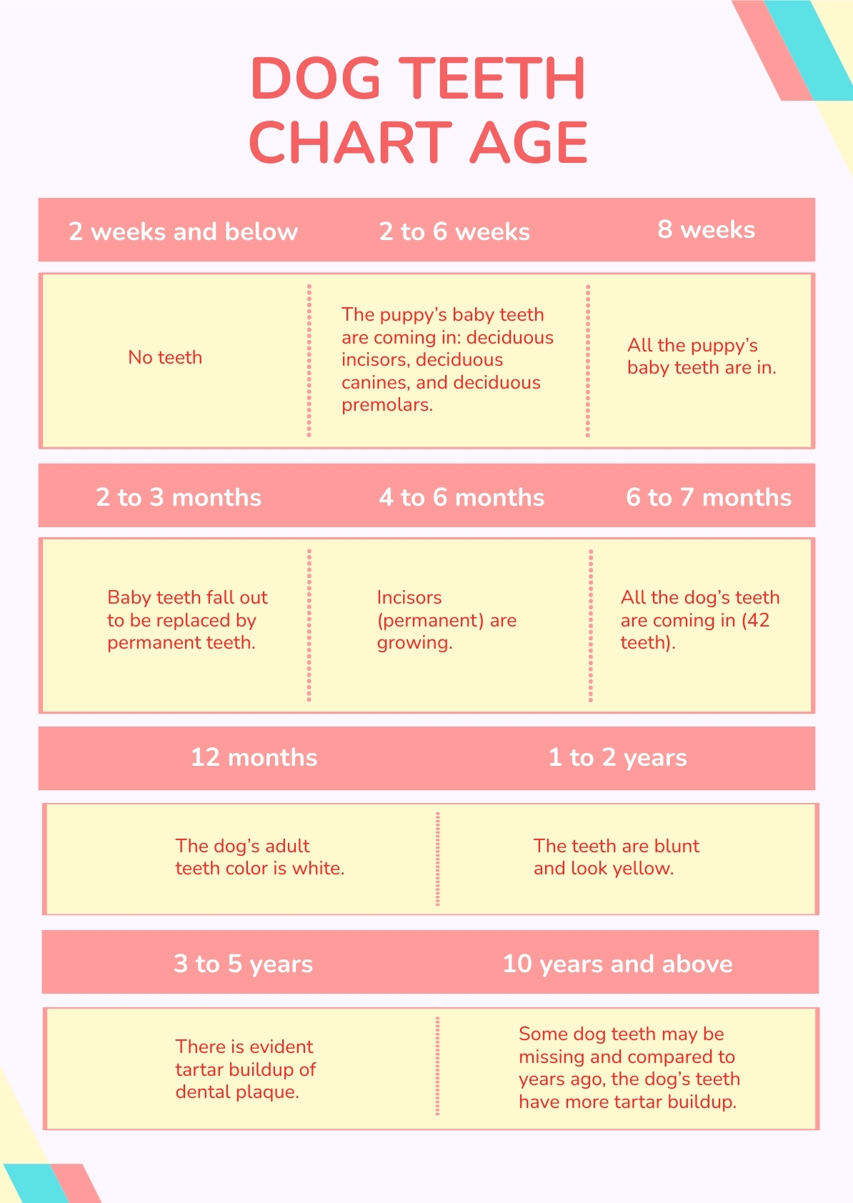 Dog Teeth Chart Age In PSD Download Template