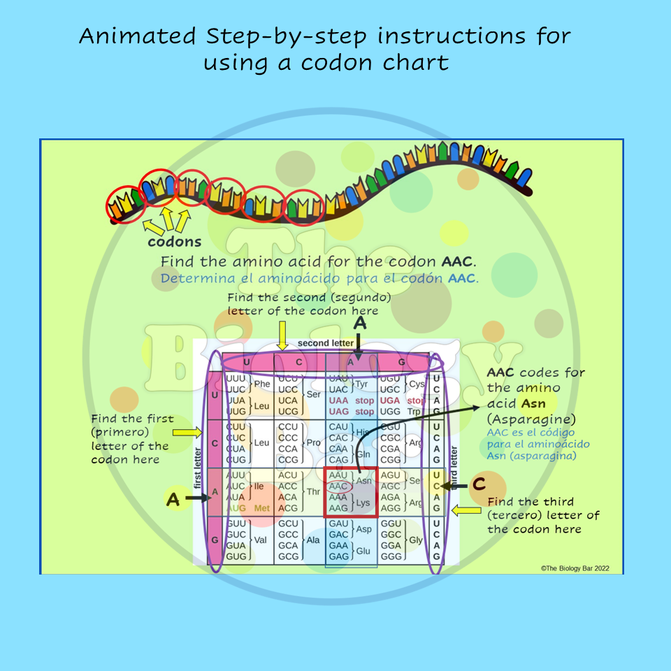 Codon Chart Printable