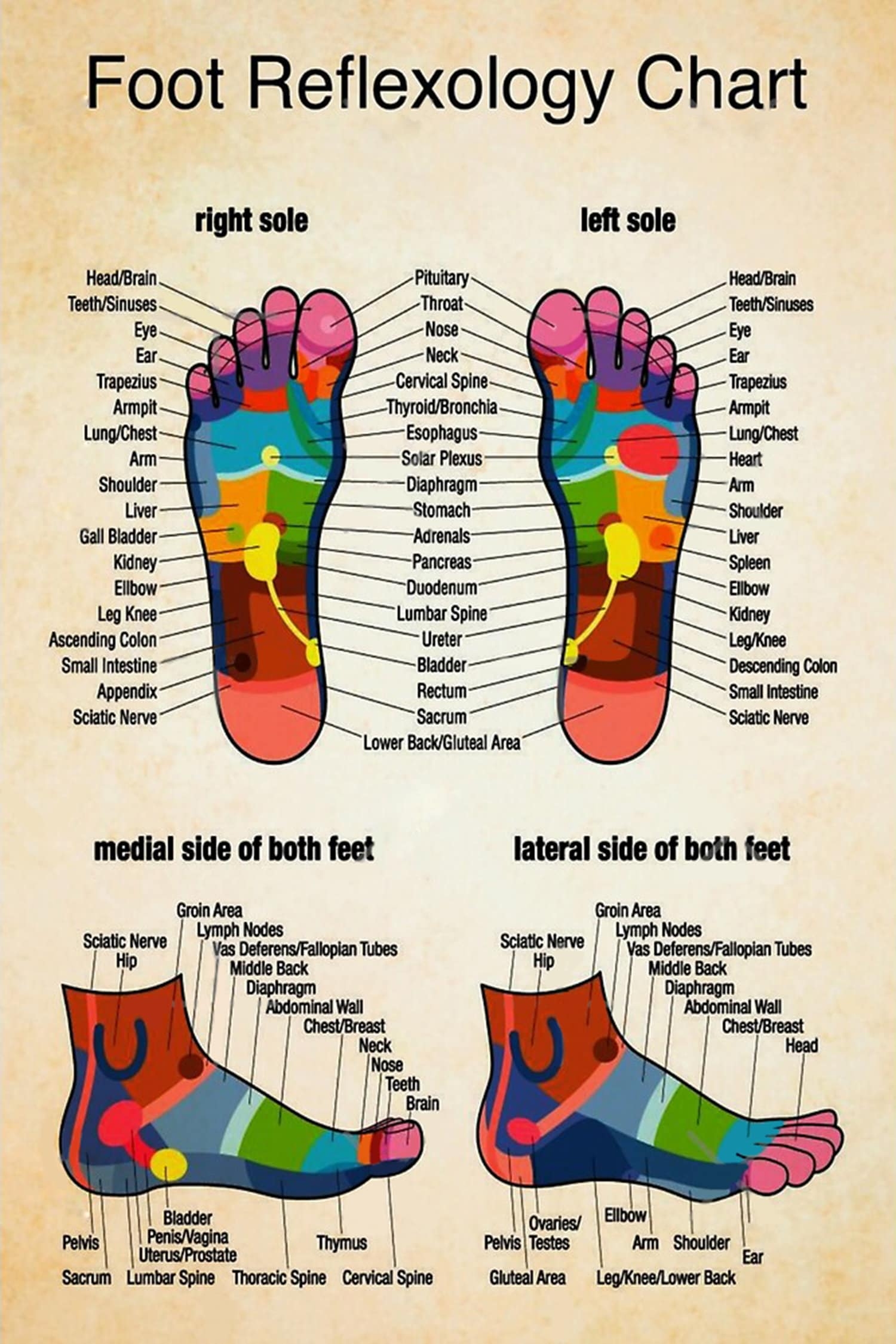 Foot And Hand Reflexology Charts Etsy