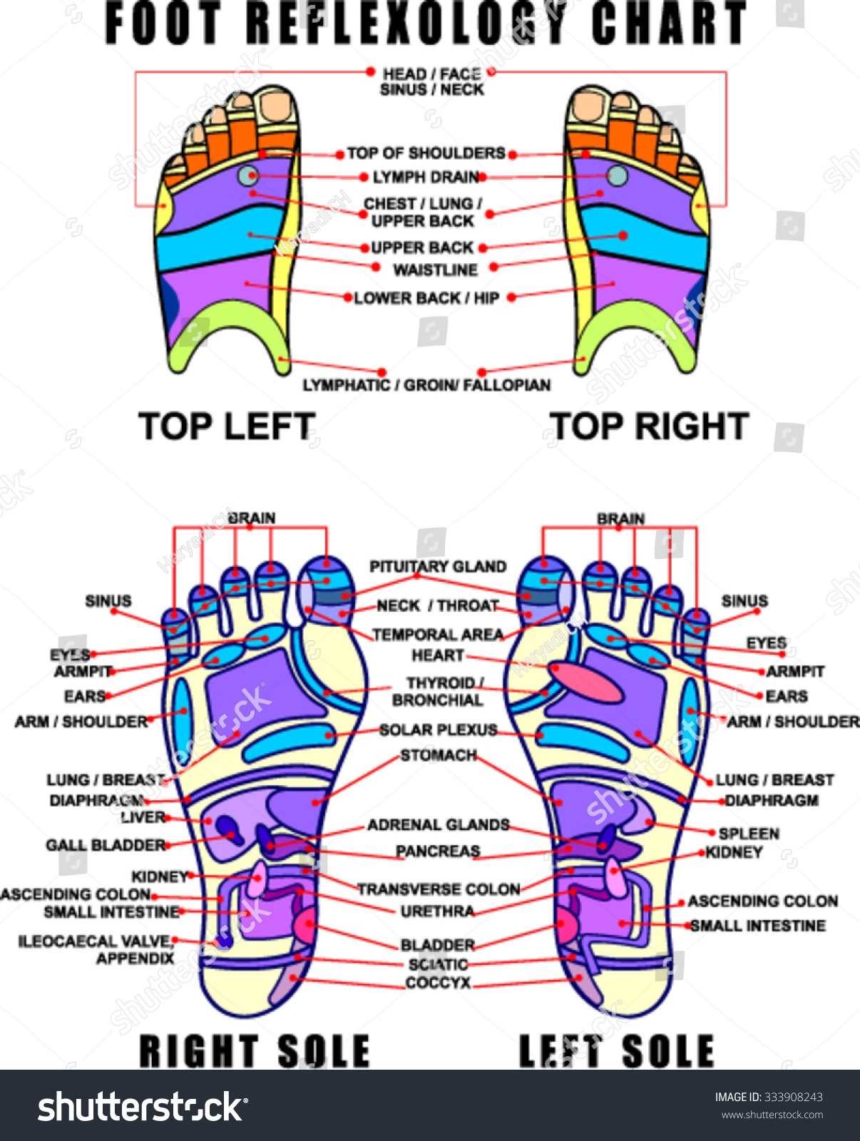 Foot Reflexology Chart Accurate Description Corresponding Stock 