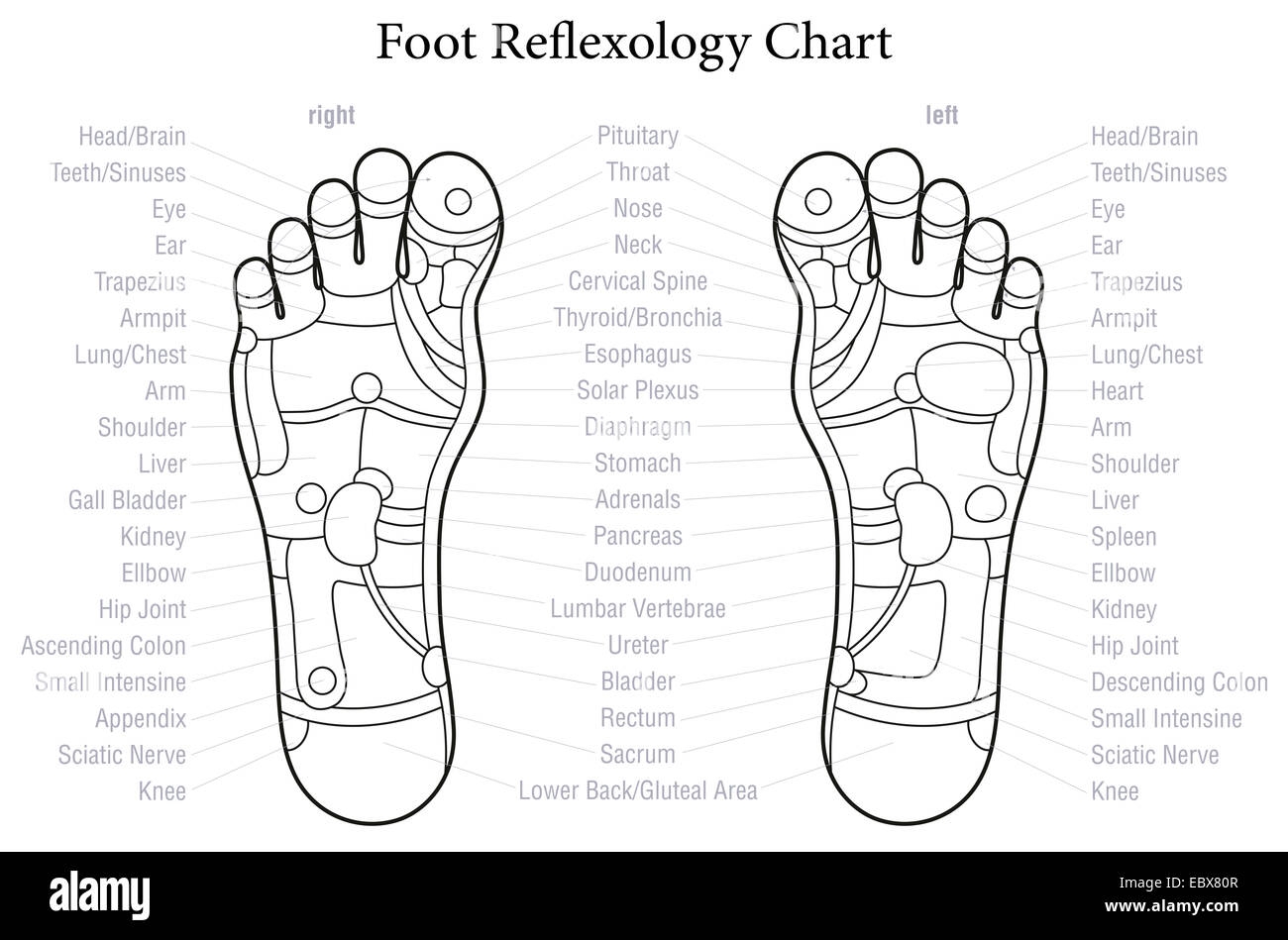 Printable Reflexology Chart