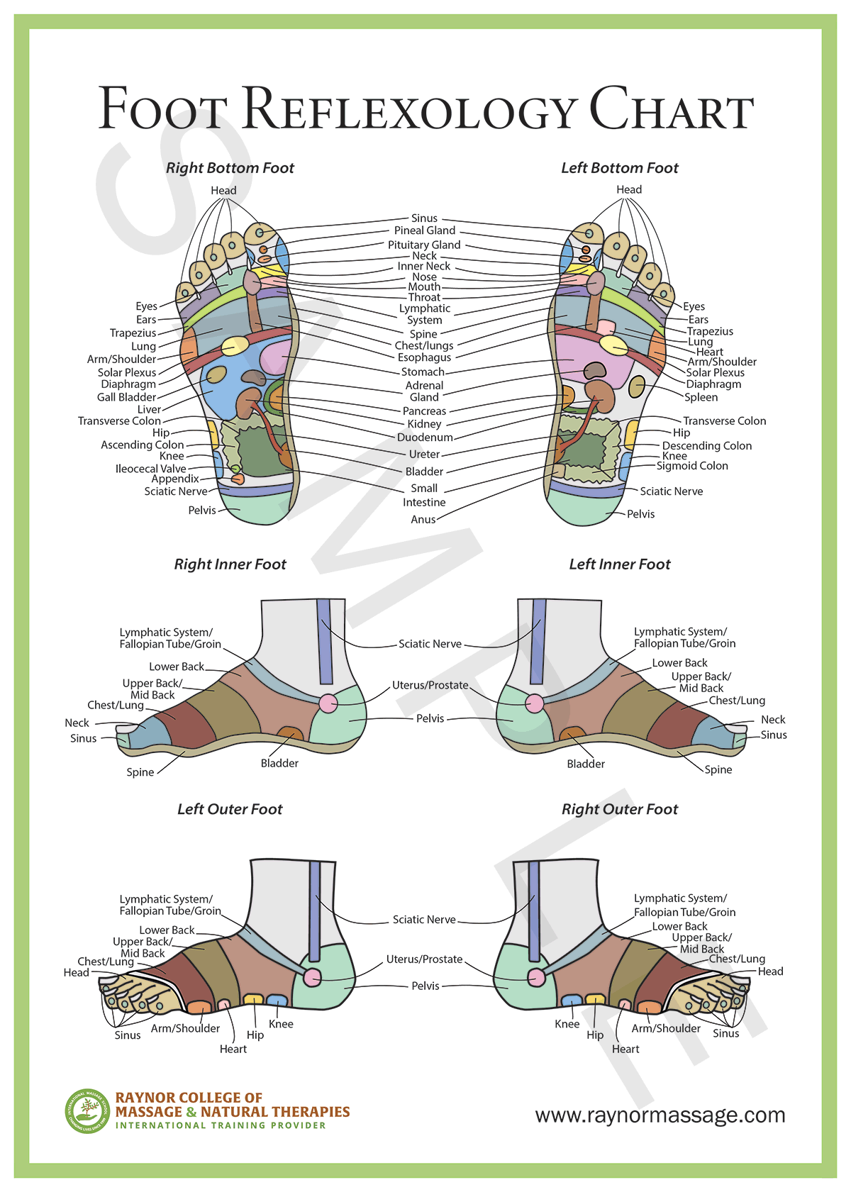 Foot Reflexology Chart Raynor College Of Massage U0026 Natural Therapies Foot Reflexology Chart Raynor College Of Massage U0026 Natural Therapies