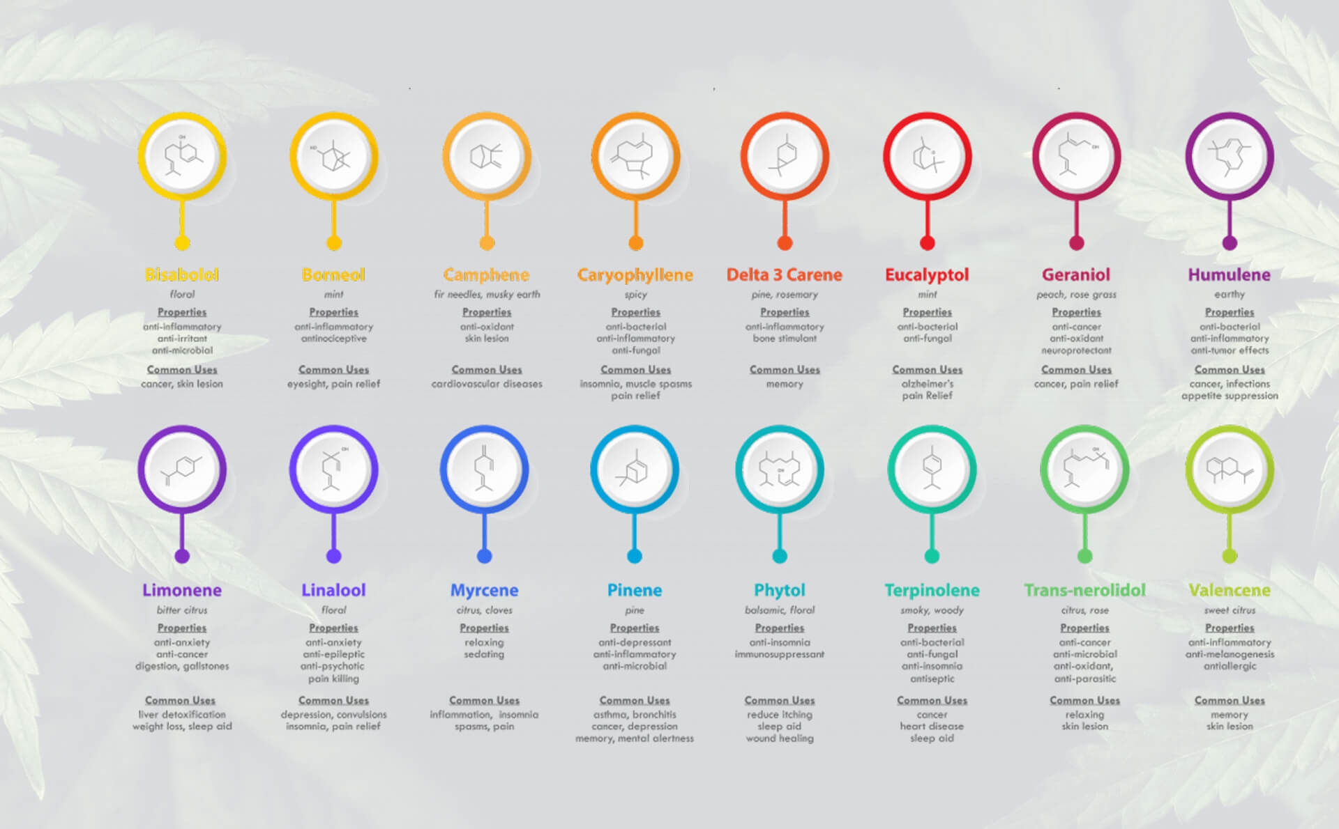 Know Your Terpenes Kanna lite