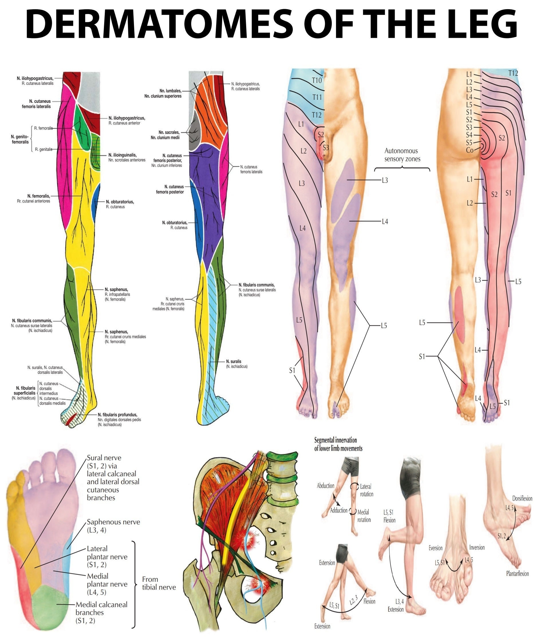 Leg Dermatomes Mapping The Neurological Pathways High Resolution PDF Ready to Print Poster