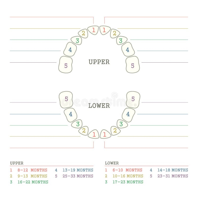 Primary Teeth Chart Stock Illustrations 104 Primary Teeth Chart Stock Illustrations Vectors U0026 Clipart Dreamstime