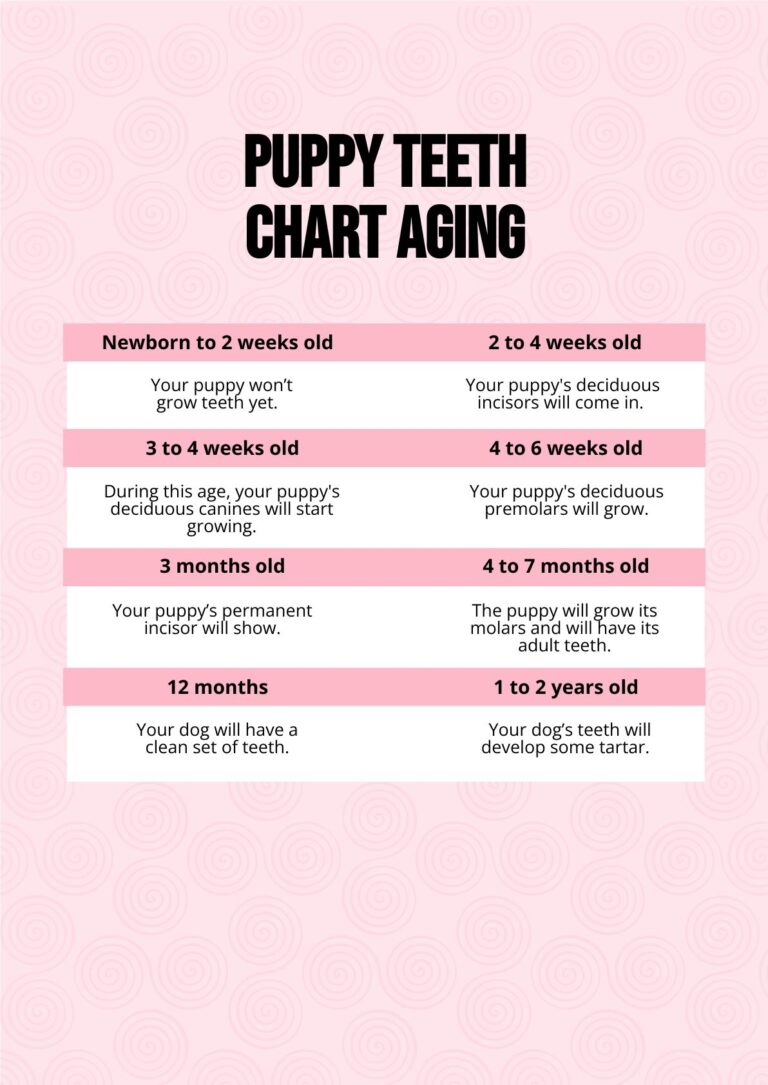 Puppy Teeth Chart Aging In PDF Download Template