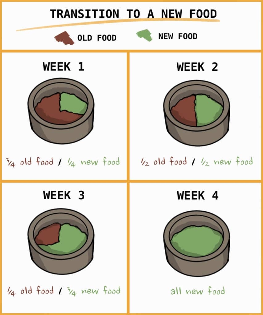 Rabbit Diet 101 What To Feed Your Rabbit Rabbit Diet 101 What To Feed Your Rabbit