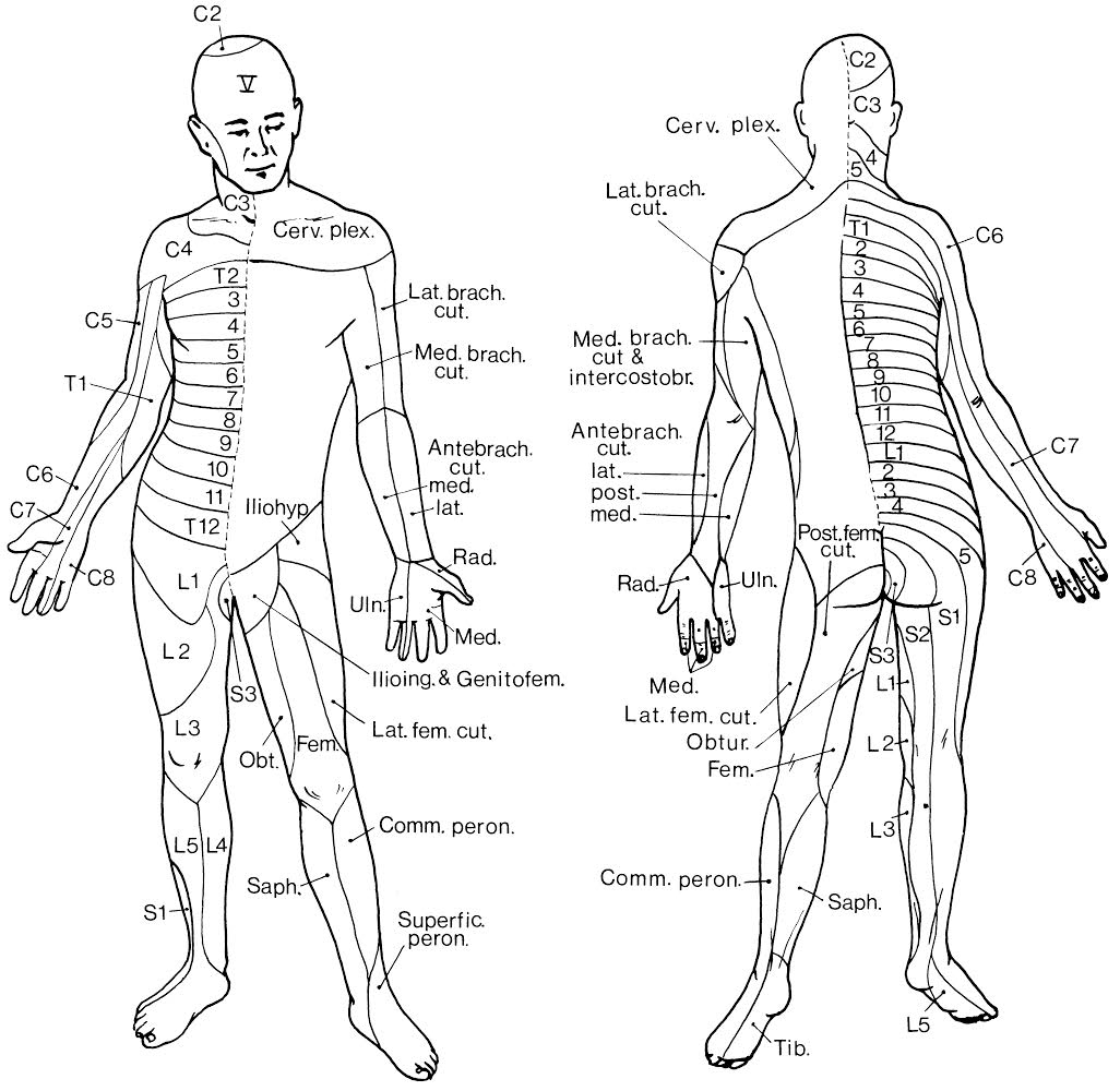 RheumaKnowledgy Dermatomal Map