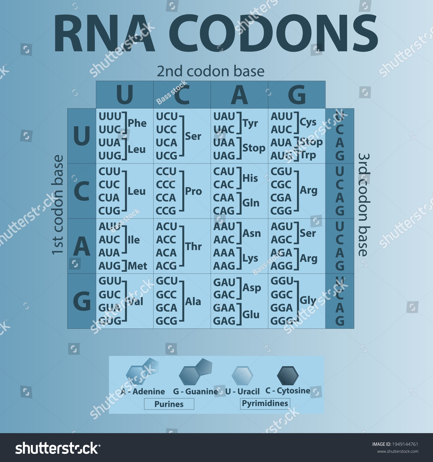 Table Dna Panicking Codons Genetic
