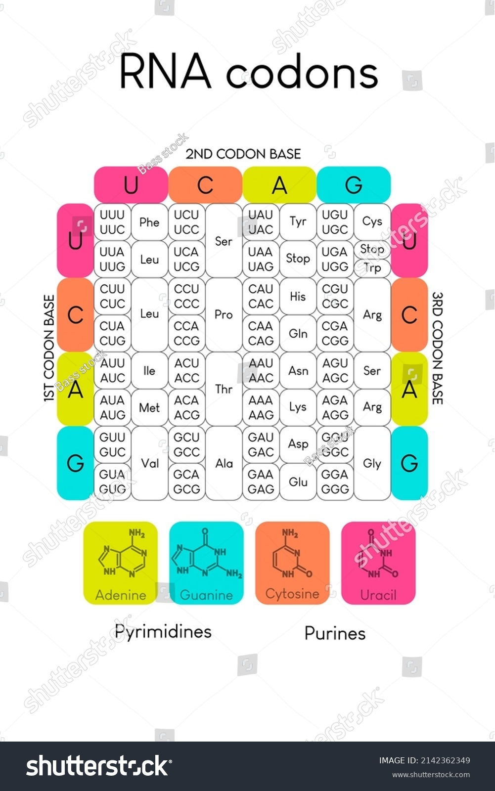 Table Rna Codons Genetic Biological Code Stock Vector Royalty Free 2142362349 Shutterstock