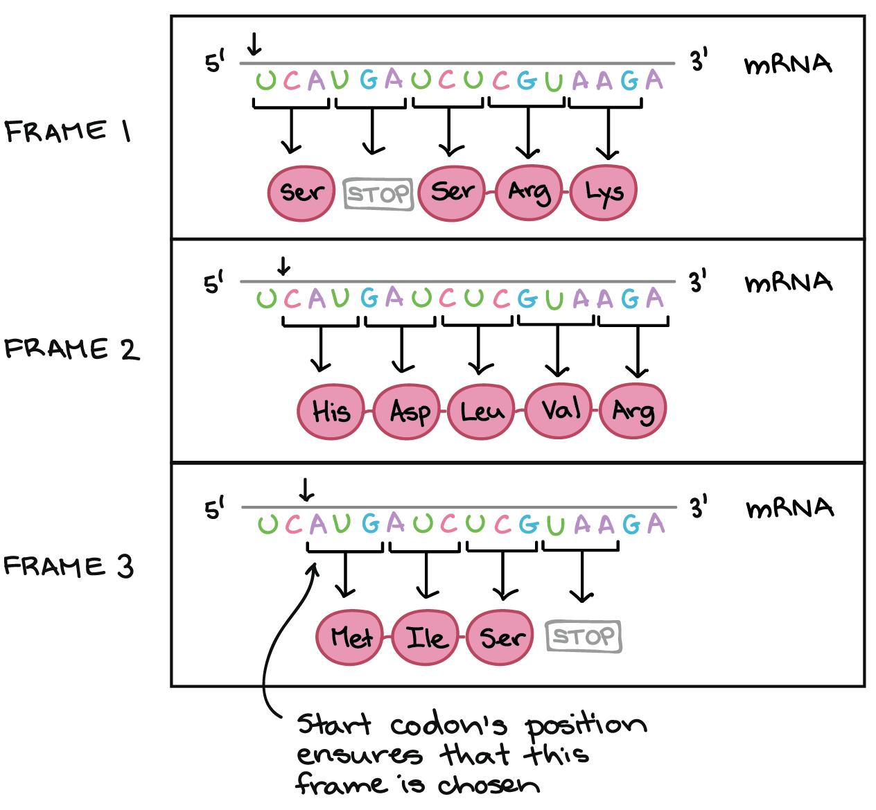 The Genetic Code U0026 Codon Table article Khan Academy