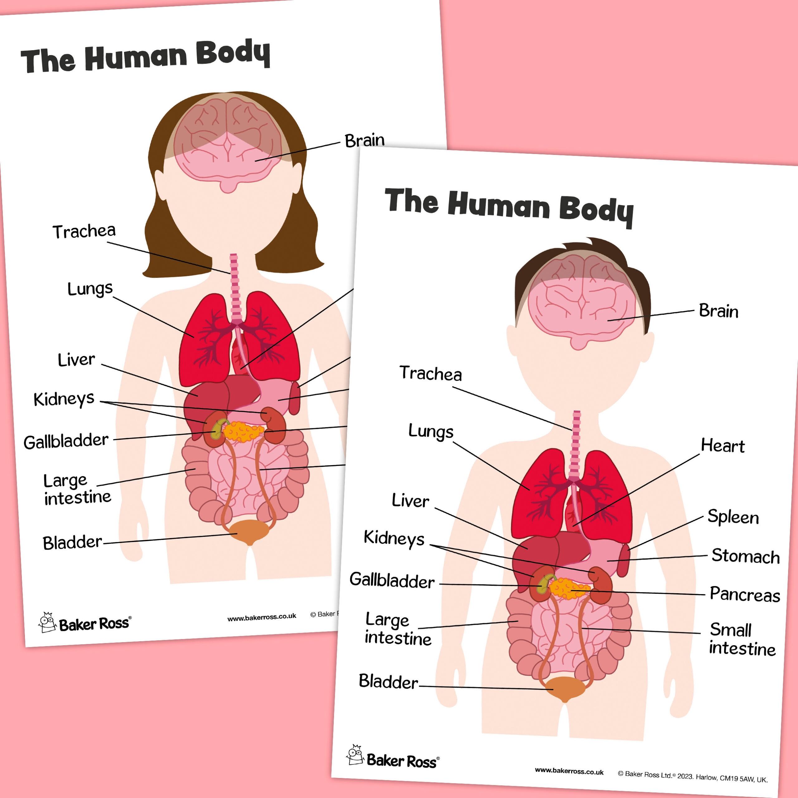 The Human Body Organs Diagram Craft Activity Guide Baker Ross