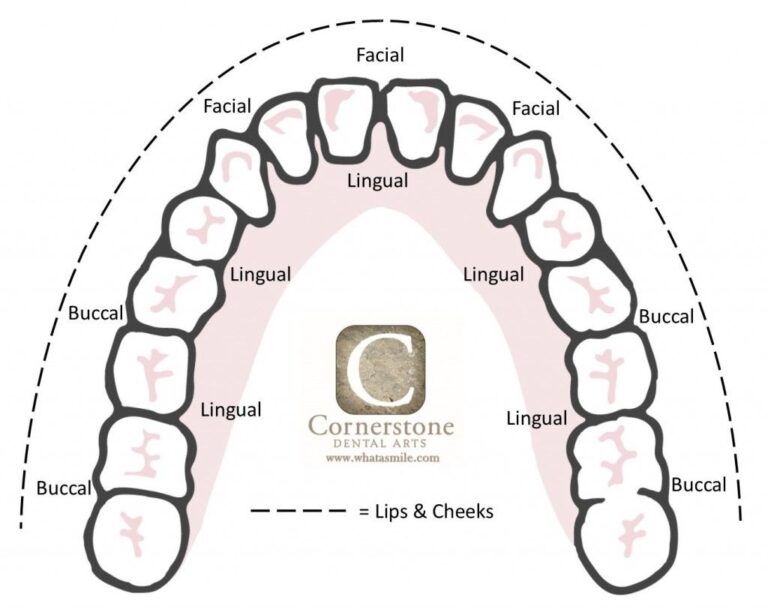 Tooth Surfaces Dental Anatomy Dental Hygiene Student Dental Hygiene School