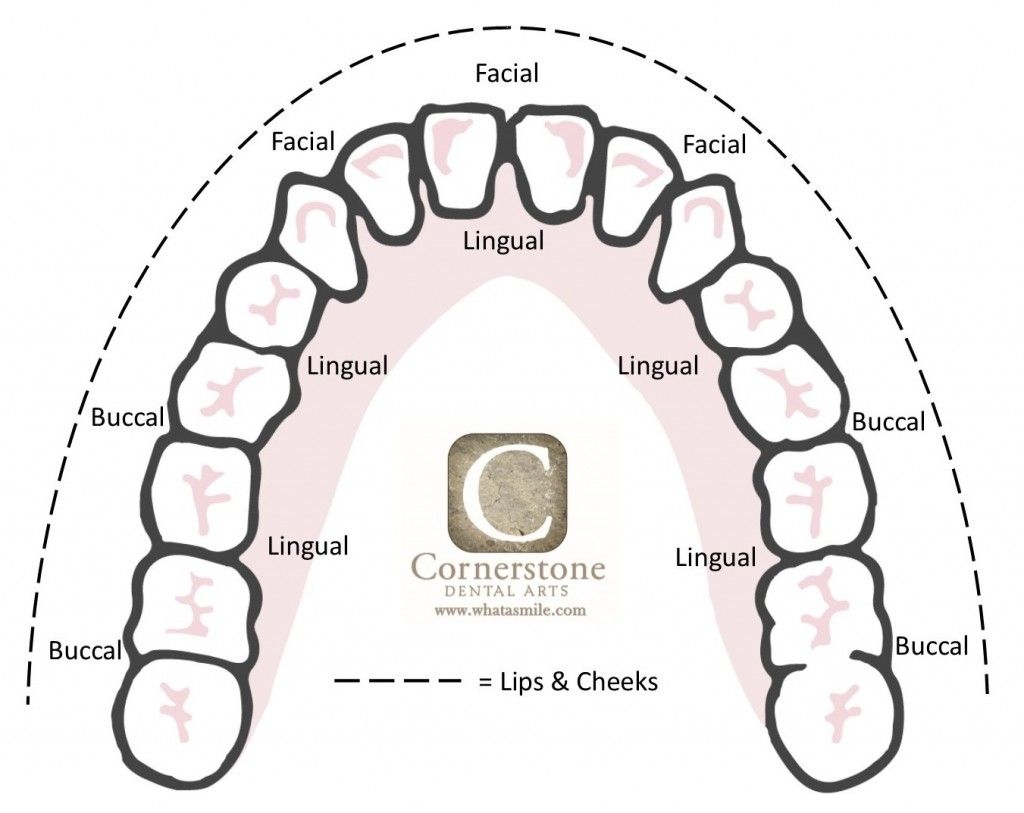 Tooth Surfaces Dental Anatomy Dental Hygiene Student Dental Hygiene School