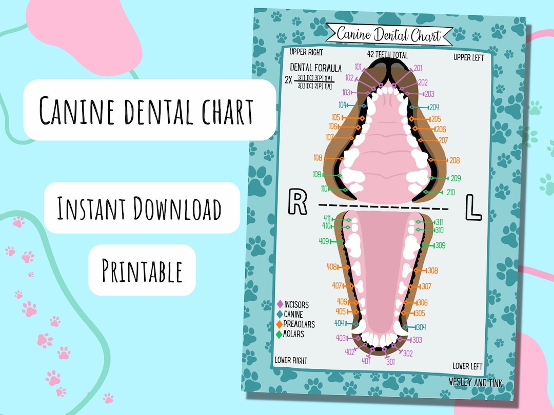 Canine Dental Chart DIGITAL DOWNLOAD Printable Poster Reference Card Study Vet Veterinary Etsy UK