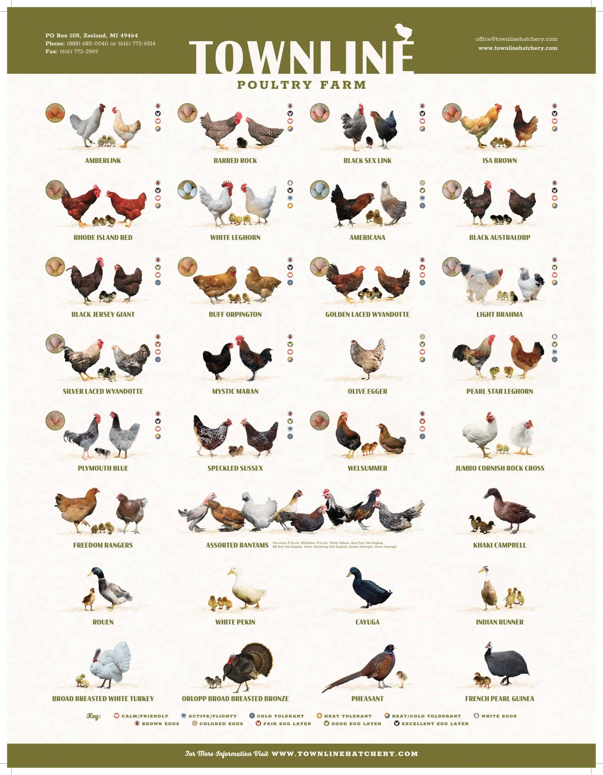 2024 Breed Poster Townline Hatchery