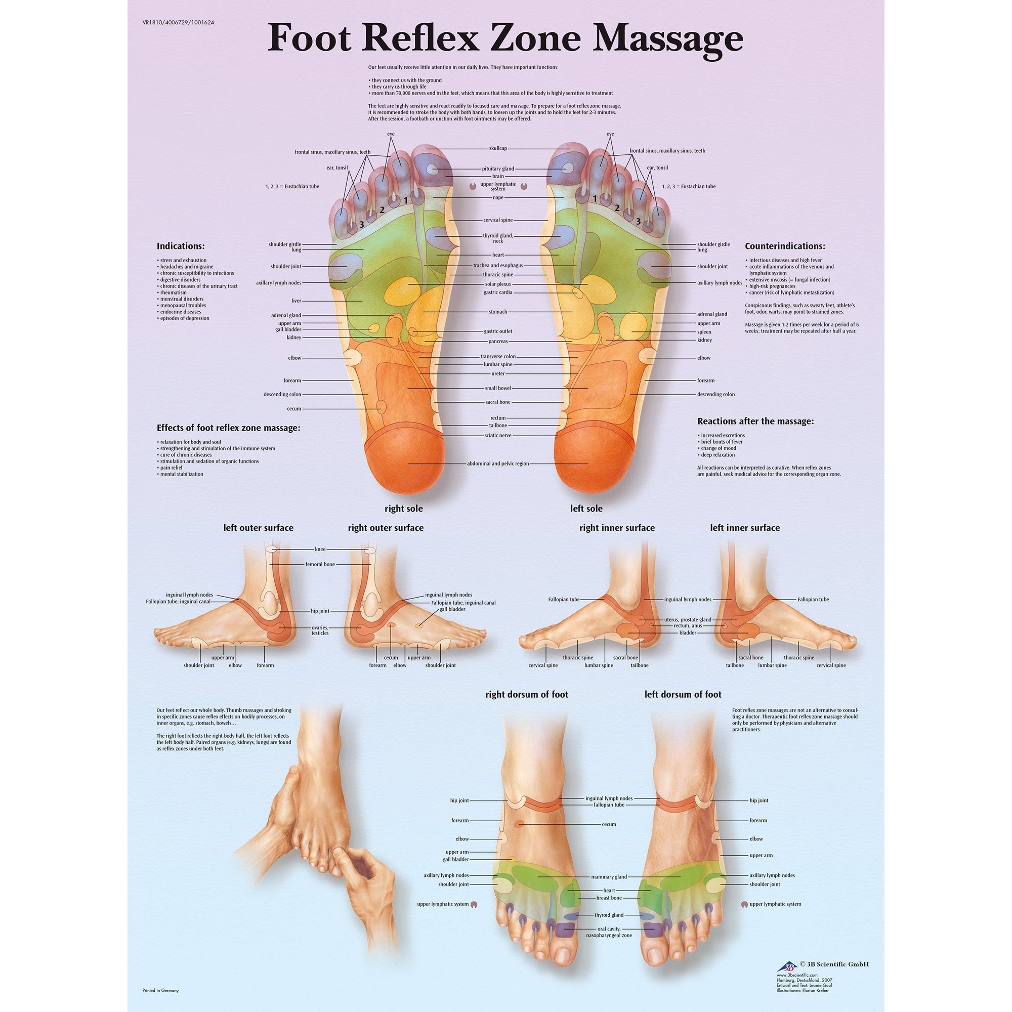 3B Scientific Foot Reflex Zone Massage Chart