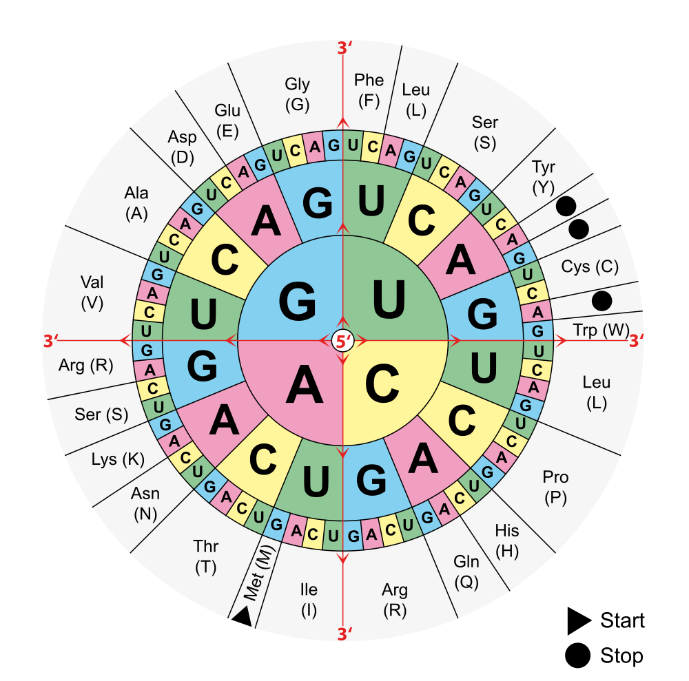 5 6 Genetic Code Human Biology