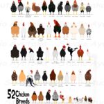 52 Breeds Of Chicken Digital Chart Svg Jpg Png 16 20 Etsy