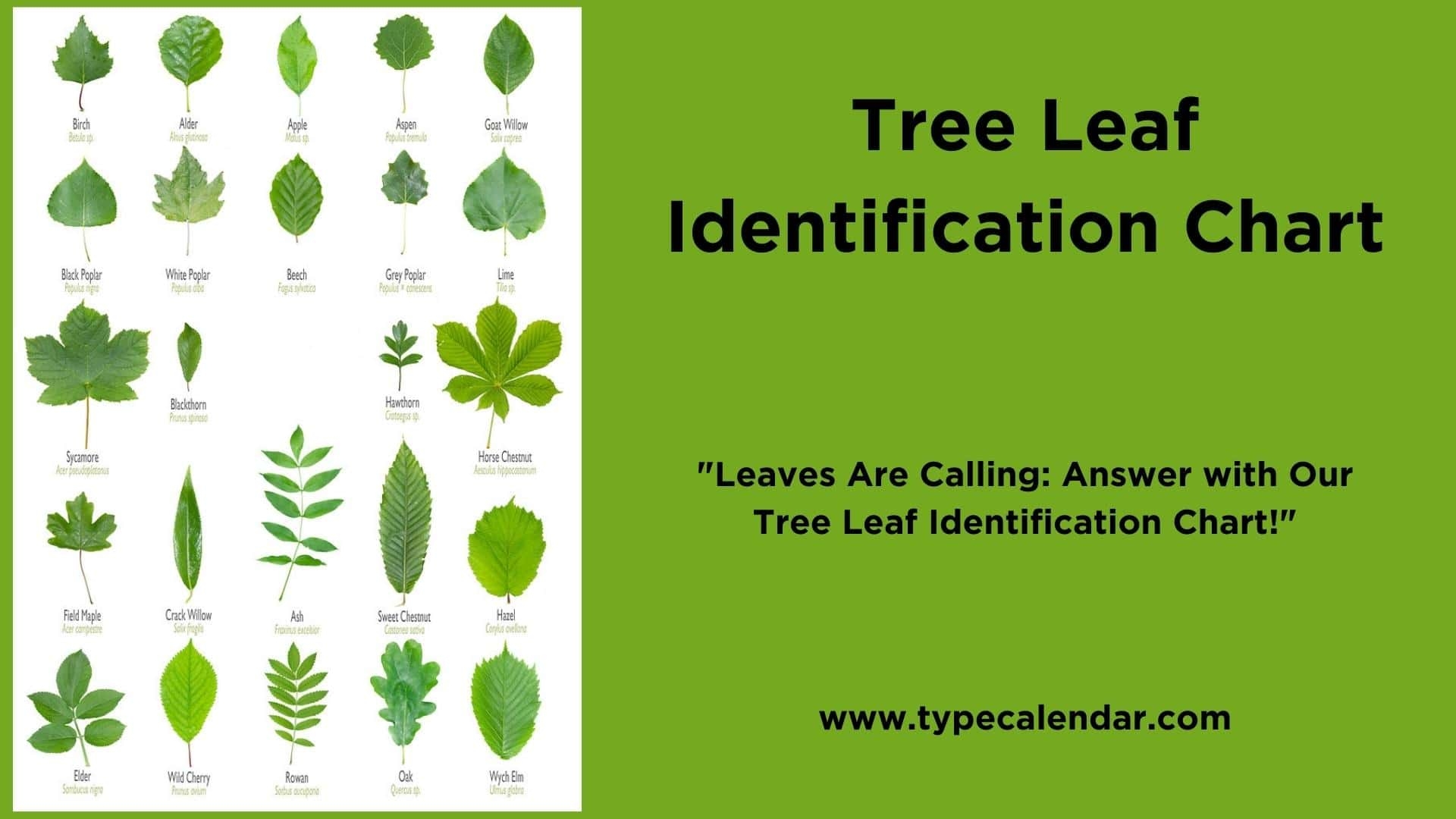 52 Free Printable Tree Leaf Identification Charts PDF Infographic 52 Free Printable Tree Leaf Identification Charts PDF Infographic