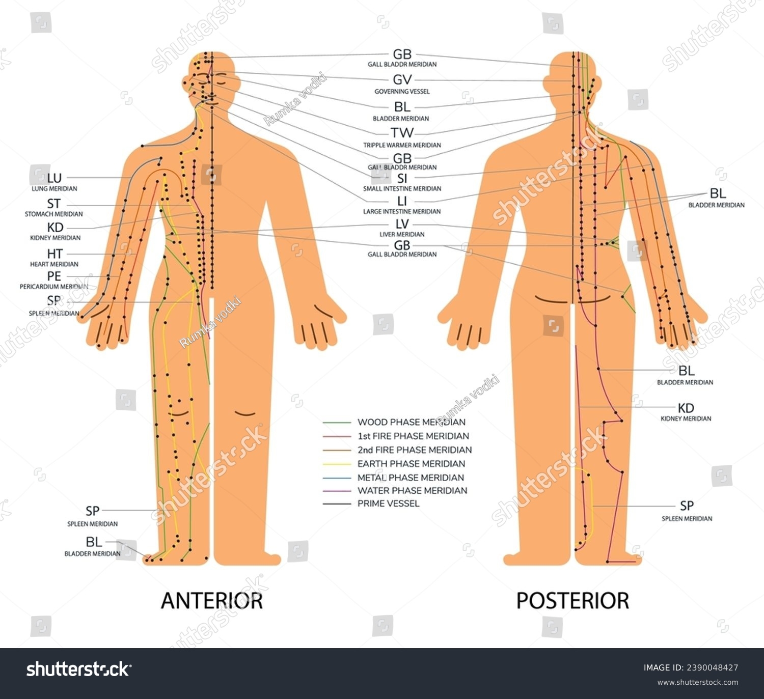 Printable 12 Meridians Chart Pdf