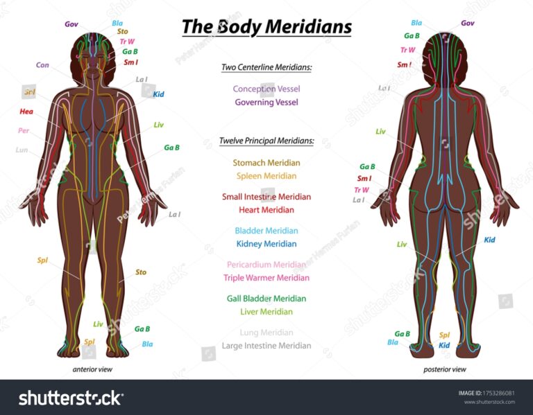 54 Reflexology Meridian Chart Royalty Free Images Stock Photos Pictures Shutterstock