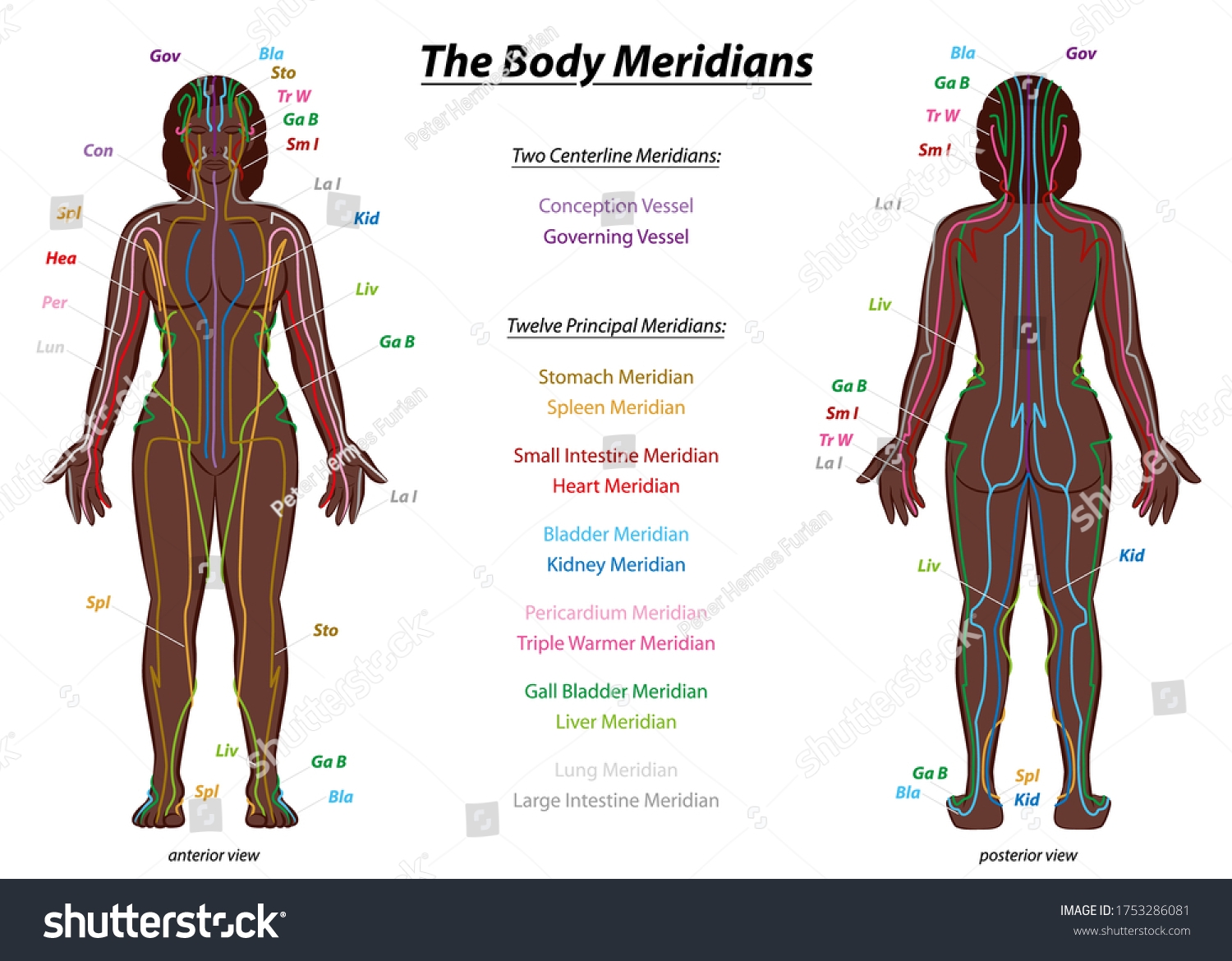 54 Reflexology Meridian Chart Royalty Free Images Stock Photos Pictures Shutterstock