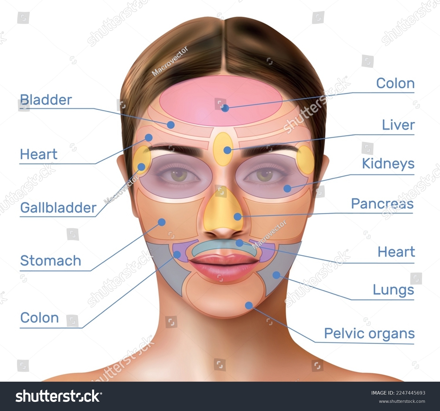 77 Reflexology Map Stock Vectors And Vector Art Shutterstock