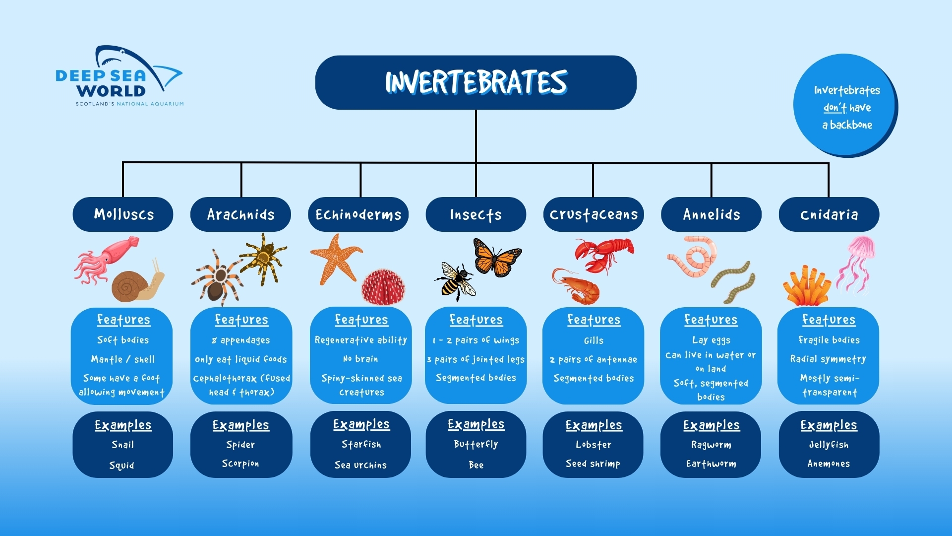 Animal Kingdom Chart Printable