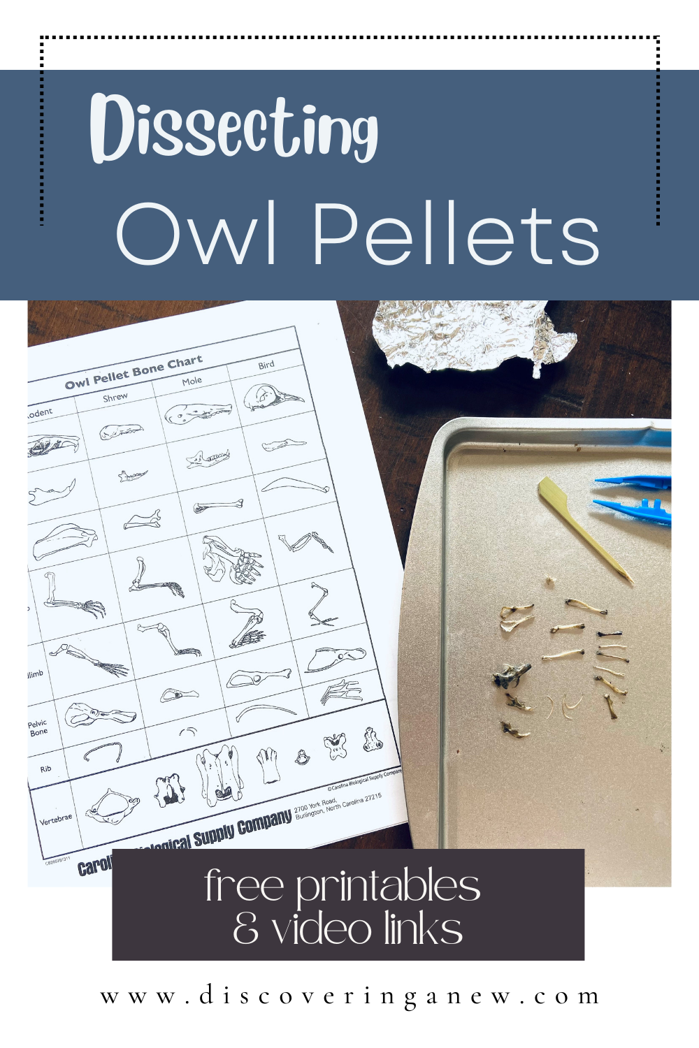 Owl Pellet Bone Chart Printable Owl Pellet Bone Chart Printable