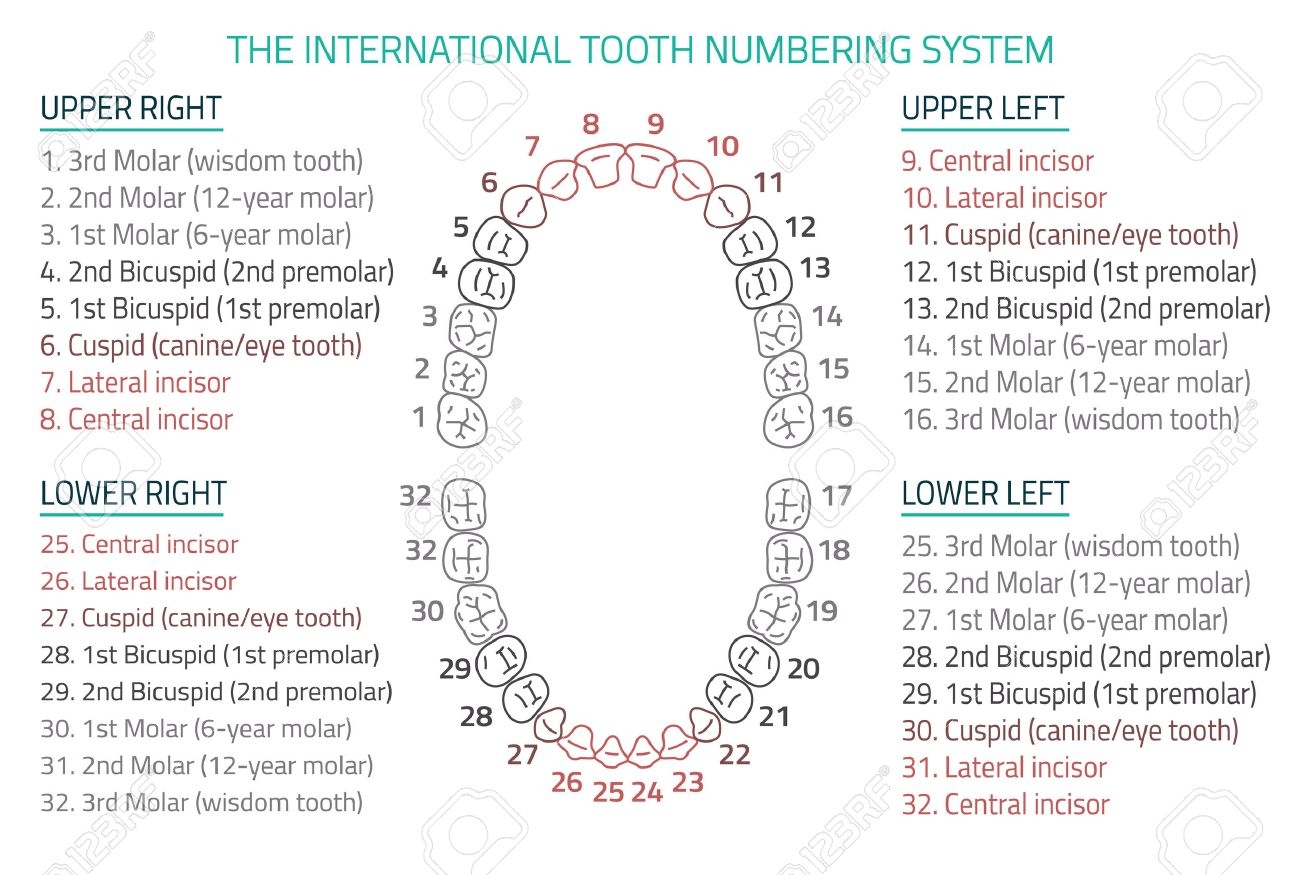 Adult International Tooth Numbering Chart Illustration Editable Image In Modern Style On White Background Human Teeth Infographic Health Dental Care Design Poster Or Leaflet Template Royalty Free SVG Cliparts Vectors And Stock