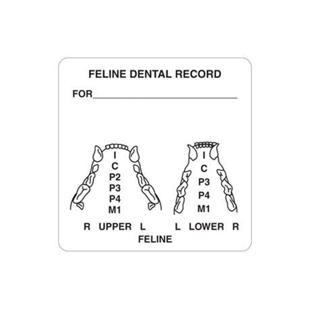 Amazon Doctor Stuff Veterinarian File Folder Chart Labels Veterinarian Feline Dental Examination Vet Stickers 2 1 2 X 2 1 2 White 390 Roll Tabbies Veterinary V AN411 Office Products