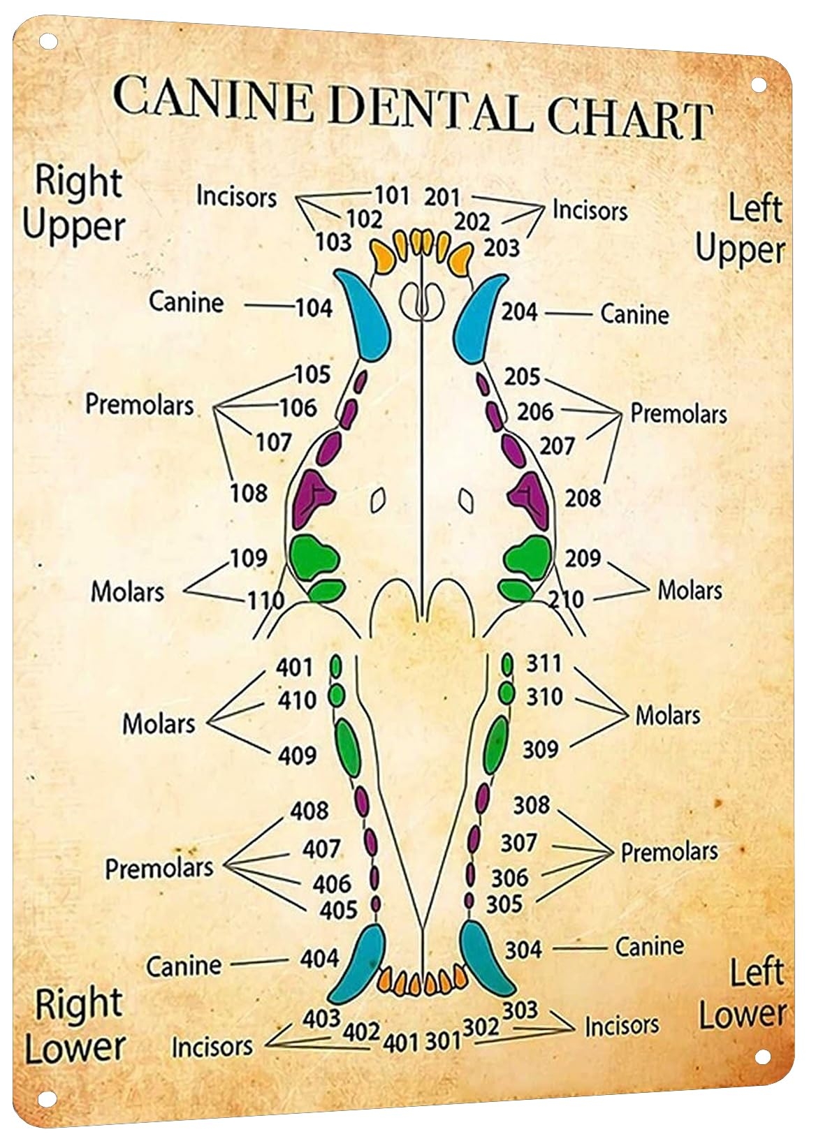 Amazon HYBLOM Dental Hygienist s Vintage Canine Dental Chart Metal Sign Educational Decorative Tin Poster For Clinics Offices And Home Wall Decor 8x12 Inches Posters Prints Amazon HYBLOM Dental Hygienist s Vintage Canine Dental Chart Metal Sign Educational Decorative Tin Poster For Clinics Offices And Home Wall Decor 8x12 Inches Posters Prints