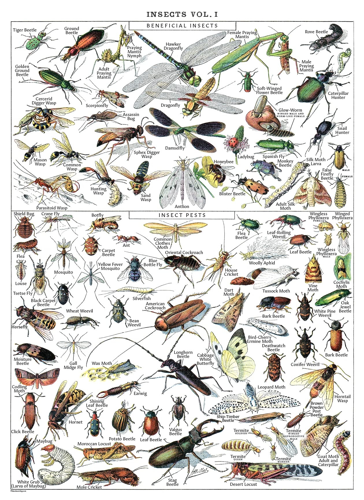 Amazon Vintage Insect Poster Print Entomology Identification Reference Chart Volume 1 LAMINATED 18 X 24 Industrial Scientific