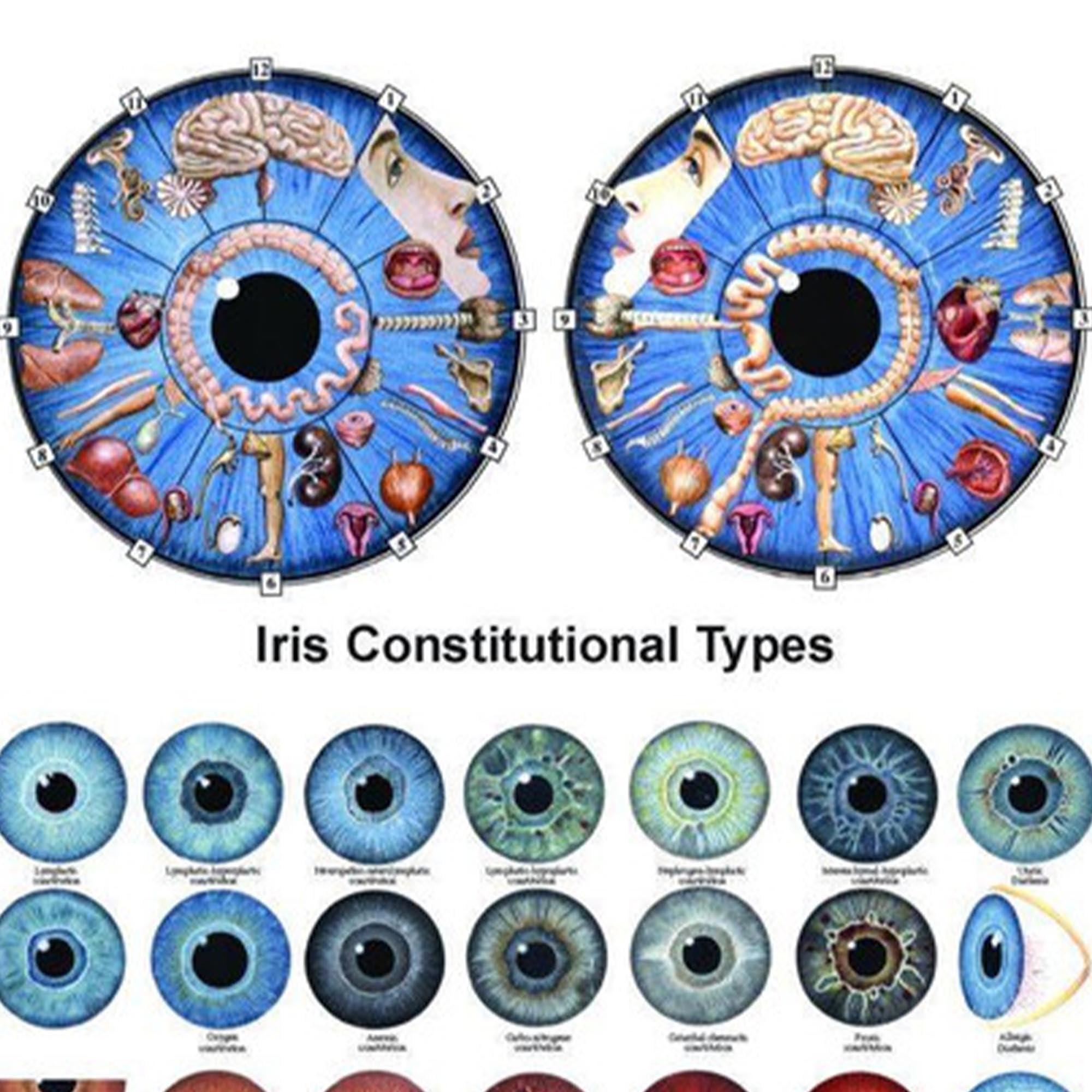 Anatomical Worldwide PO26E Iridology Laminated Chart Amazon in Industrial Scientific